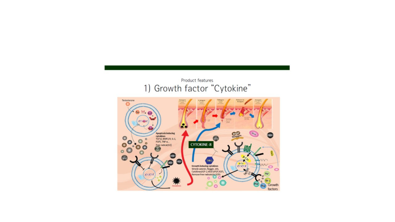 韓國- 幹细胞毛囊细胞生長因子CYTOKINE-8